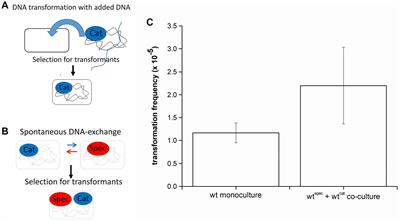 Surfactin Facilitates Horizontal Gene Transfer in Bacillus subtilis